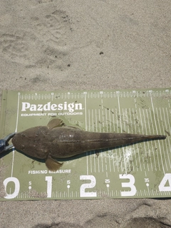 マゴチの釣果