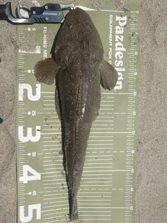 マゴチの釣果