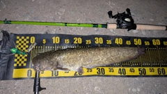 ナマズの釣果