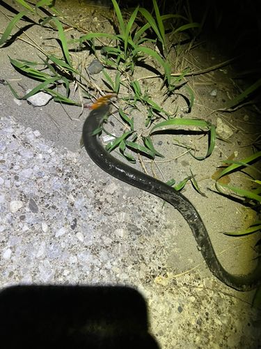 ウナギの釣果