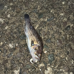 クロソイの釣果