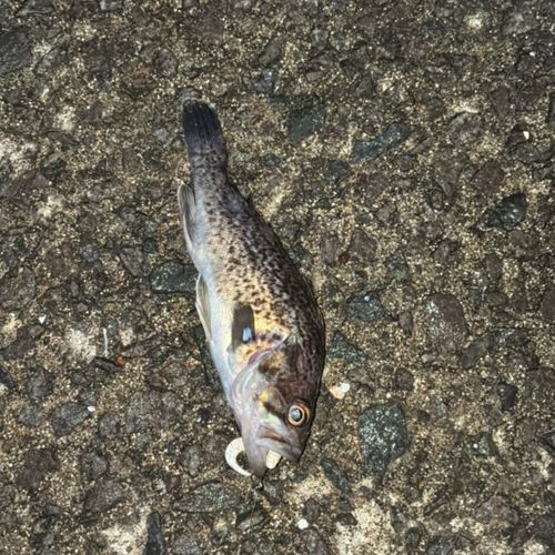 クロソイの釣果