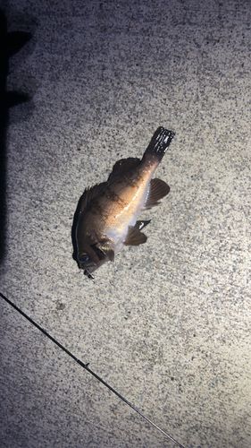 メバルの釣果