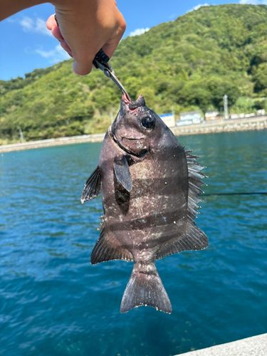 釣果