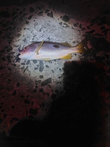 クロホシフエダイの釣果
