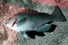メジナの釣果