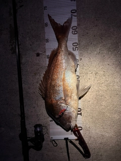 タイの釣果