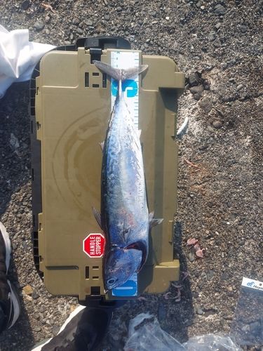 ソウダガツオの釣果