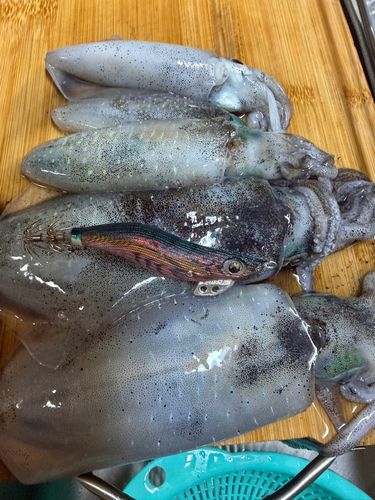 アオリイカの釣果