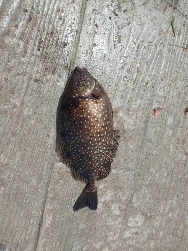 アイゴの釣果