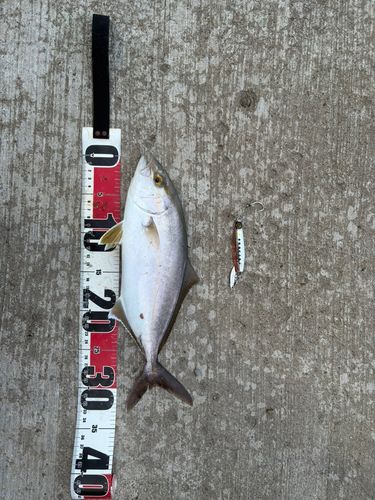 カンパチの釣果