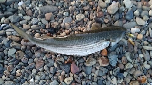 ボラの釣果