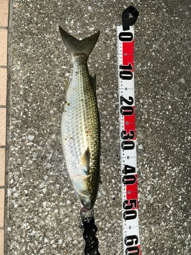 ボラの釣果