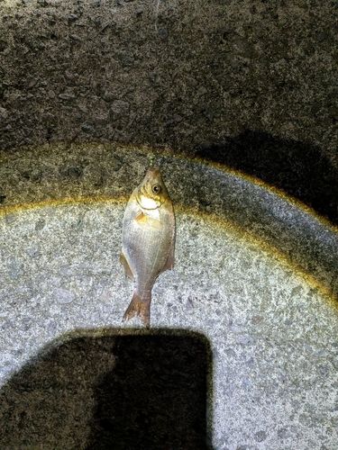 ウミタナゴの釣果
