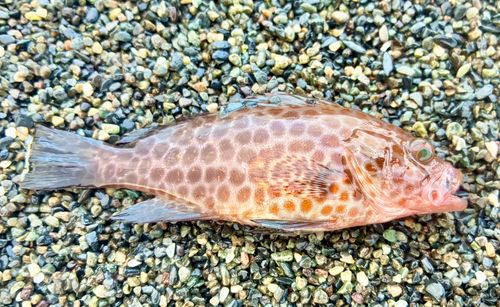 オオモンハタの釣果