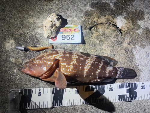 キジハタの釣果