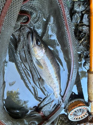 ヤマメの釣果