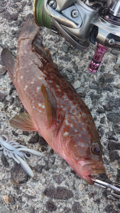 キジハタの釣果