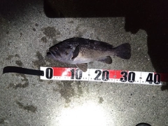 クロソイの釣果