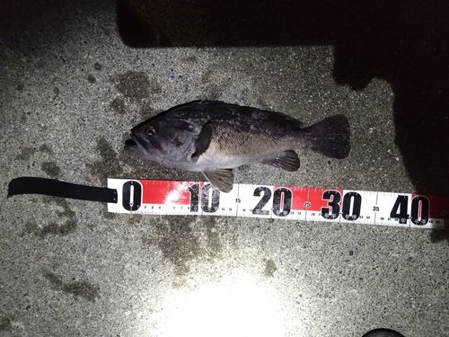 クロソイの釣果