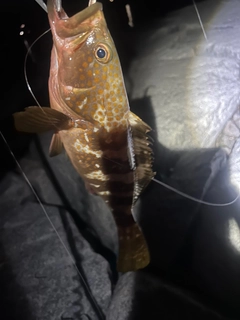 キジハタの釣果