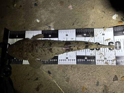 マゴチの釣果