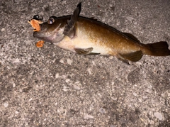 エゾメバルの釣果