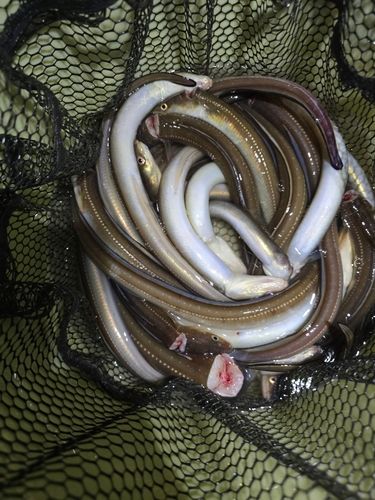 アナゴの釣果