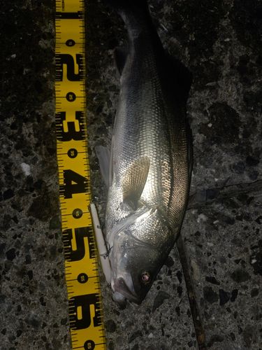 シーバスの釣果