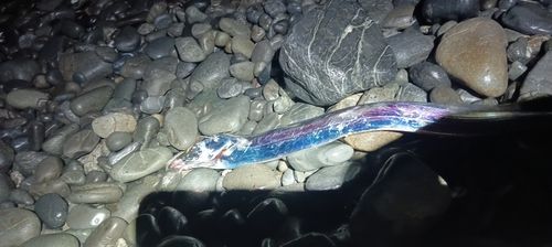 タチウオの釣果