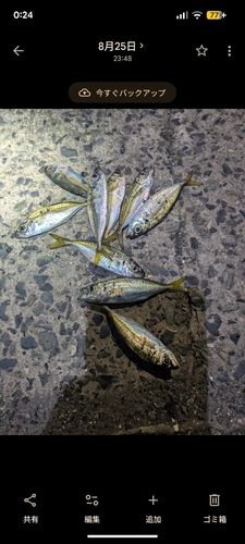 マアジの釣果