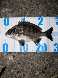 クロダイの釣果