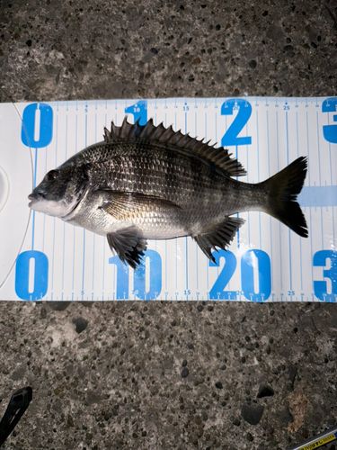 クロダイの釣果