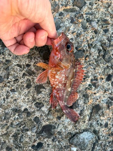 アラカブの釣果