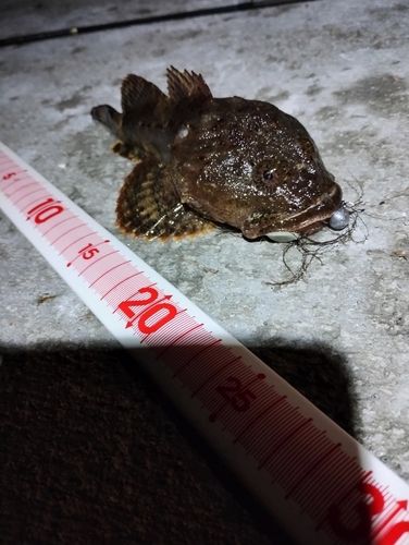 カジカの釣果