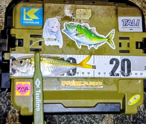 マアジの釣果