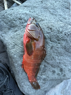 アカハタの釣果
