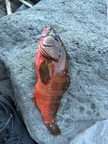 アカハタの釣果