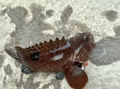 ノミノクチの釣果