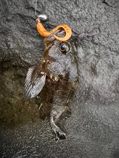 ムラソイの釣果