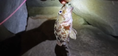 ガシラの釣果