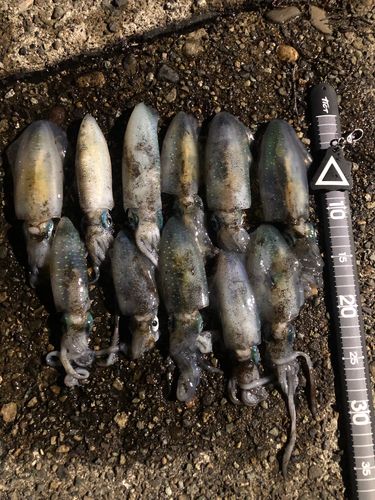 アオリイカの釣果