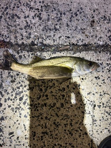 セイゴ（ヒラスズキ）の釣果