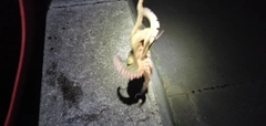 タコの釣果