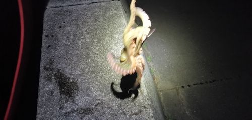 タコの釣果