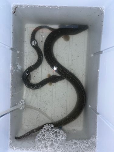 ウナギの釣果