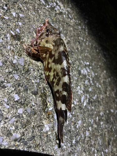 カサゴの釣果