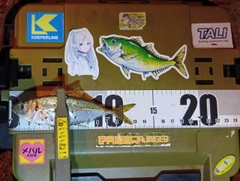 マアジの釣果