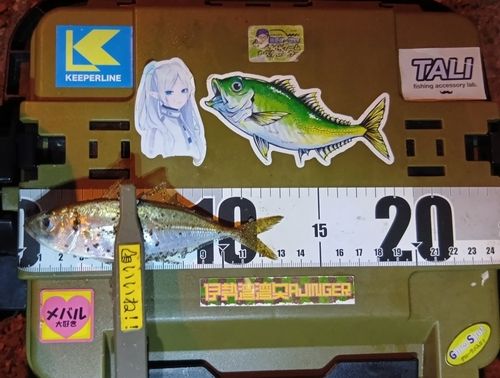 マアジの釣果