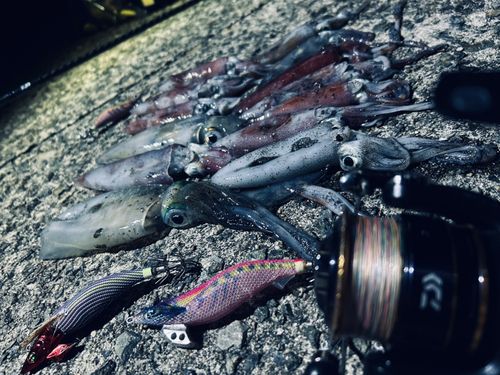 ケンサキイカの釣果